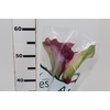 CALLAS EXOTIC PROMISE 060 CM