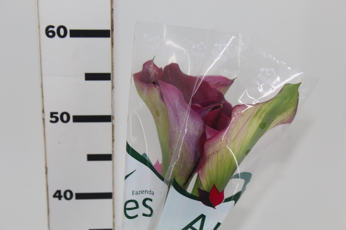 <h4>CALLAS EXOTIC PROMISE 060 CM</h4>