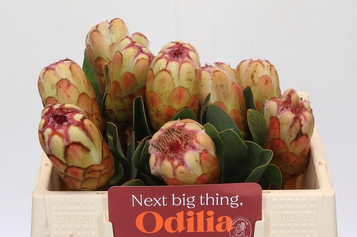 <h4>Protea Grandicolor</h4>