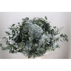 Euca Cinerea 300gr P Bunch
