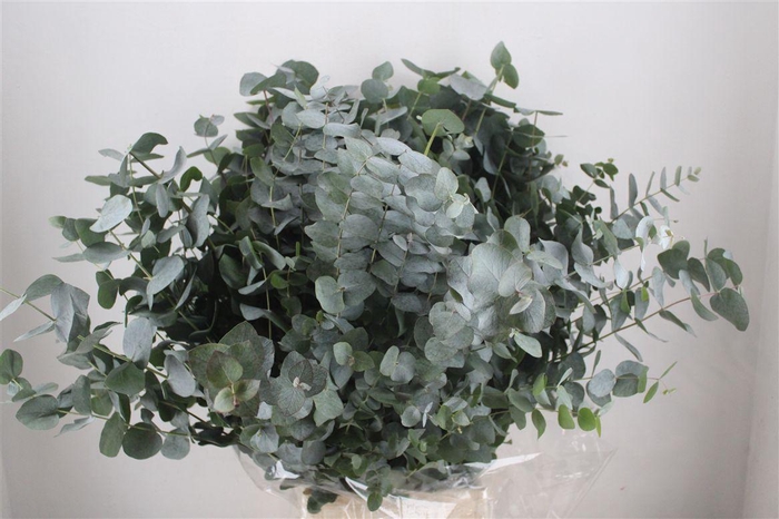 <h4>Euca Cinerea 300gr P Bunch</h4>