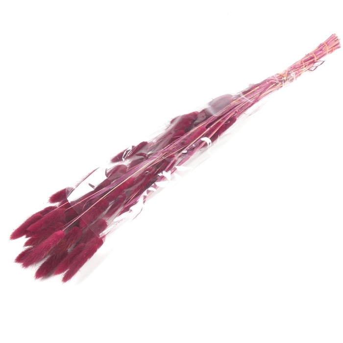 <h4>DF Lagurus Bs 50g/70cm Bordeau</h4>