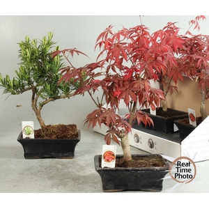 BONSAI GEM