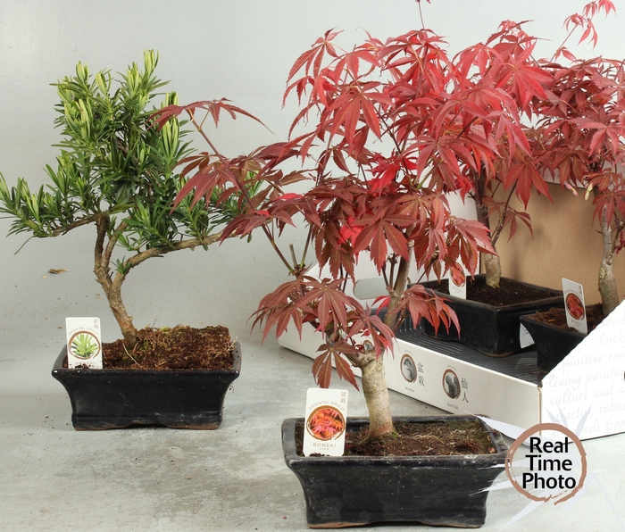 <h4>BONSAI GEM</h4>
