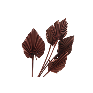 Palm Spear Brown