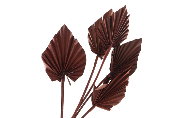 <h4>Palm Spear Brown</h4>