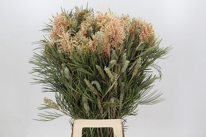<h4>Grevillea Cal Gem</h4>