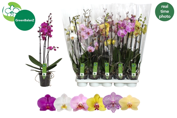 <h4>PHAL GEM 5 KL</h4>