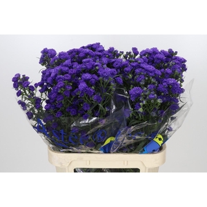 Aster Dark Rose