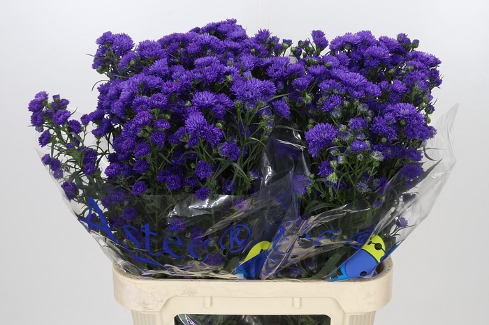 <h4>Aster Pretty Wendy</h4>