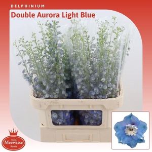 Delphinium double Aurora Blue