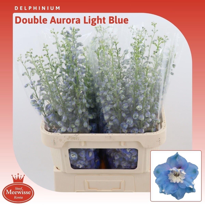 <h4>Delphinium double Aurora Blue</h4>