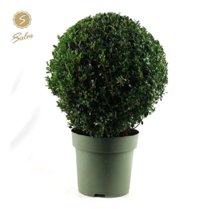 Buxus semp. Ball Ø45cm P27