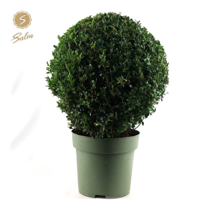 <h4>Buxus semp. Ball Ø45cm P27</h4>