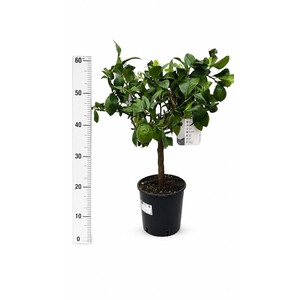 CITR MICROCARPA