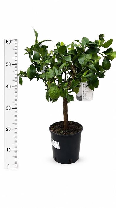 <h4>CITR MICROCARPA</h4>