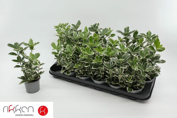 <h4>EUONYMUS JAP KATHY</h4>