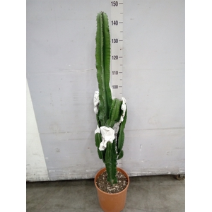 Euphorbia candelabrum