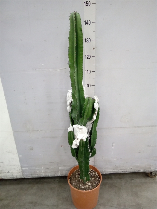 <h4>Euphorbia candelabrum</h4>
