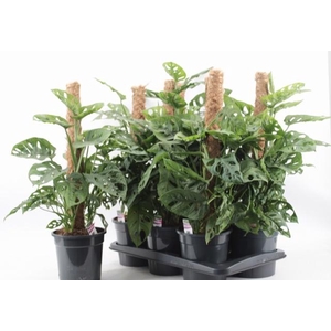 MONSTERA MONKEY LEAF