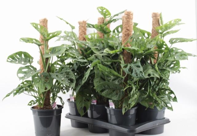 <h4>MONSTERA MONKEY LEAF</h4>