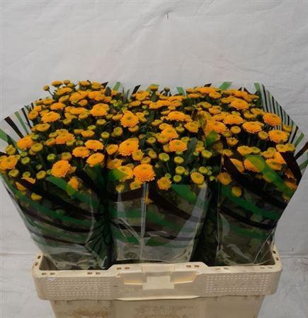 <h4>Chr San Aaa Aurinko</h4>