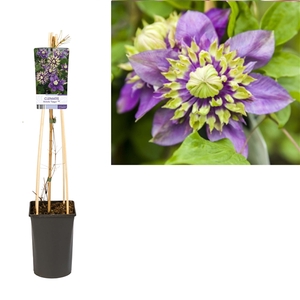 Clematis florida 'Taiga' PBR +light label