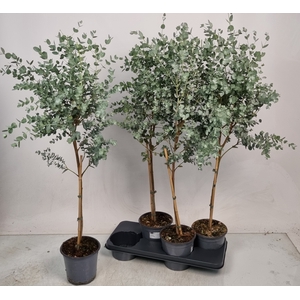 EUCAL GUNNII
