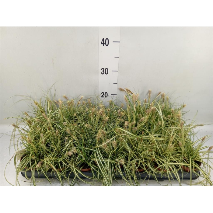 <h4>Carex hachijoensis 'Evergold'</h4>