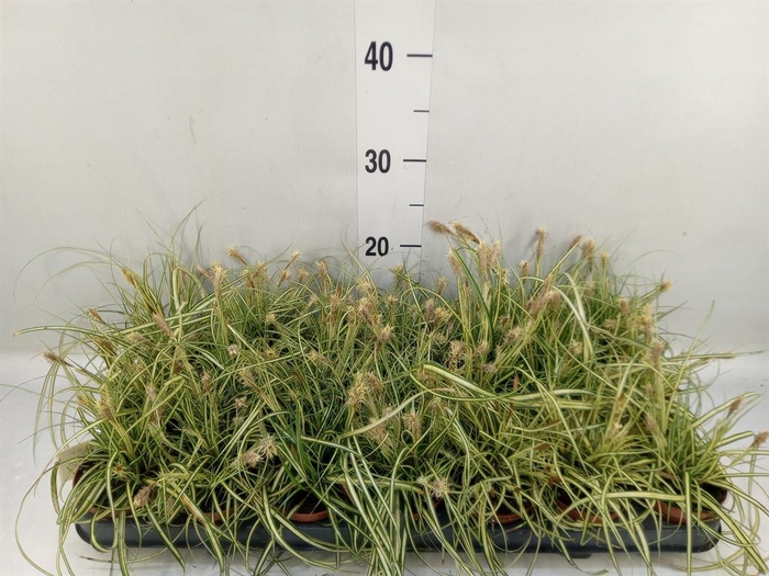 Carex hachijoensis 'Evergold'