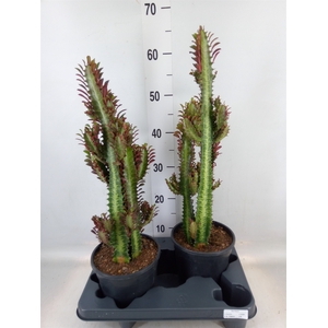 Euphorbia trigona 'Rubra'