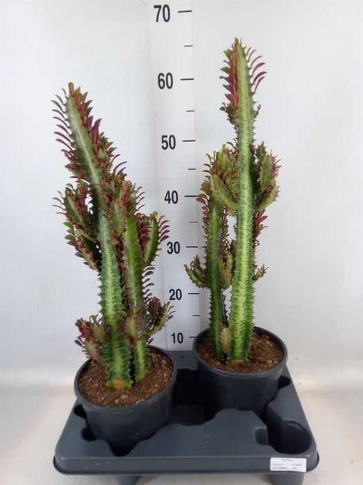 <h4>Euphorbia trigona 'Rubra'</h4>