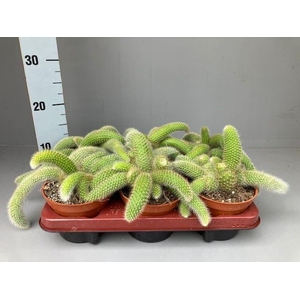 Cactus   ...hangingplants