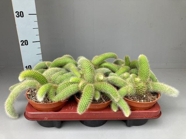 Cactus   ...hangingplants