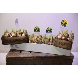 arr8 Arr N Tete A Tete In Houten Kistje