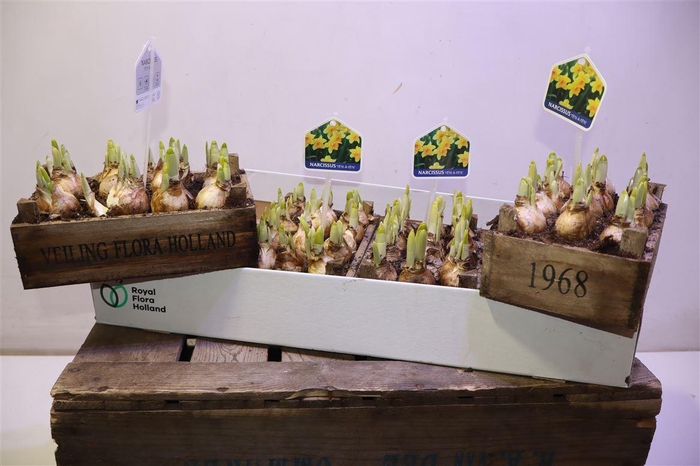 <h4>arr8 Arr N Tete A Tete In Houten Kistje</h4>