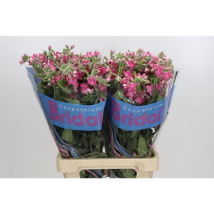 Oxypetalum Bridal Diana