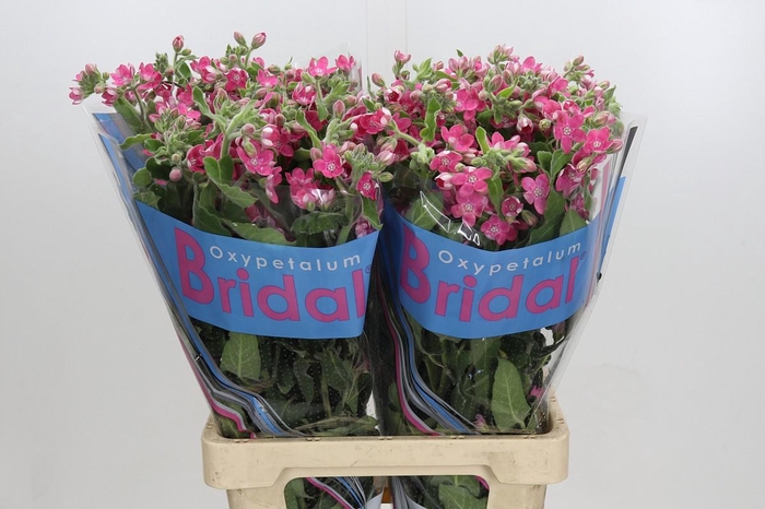 <h4>Oxypetalum Bridal Diana</h4>