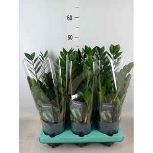 Zamioculcas zamiifolia 'Lima'