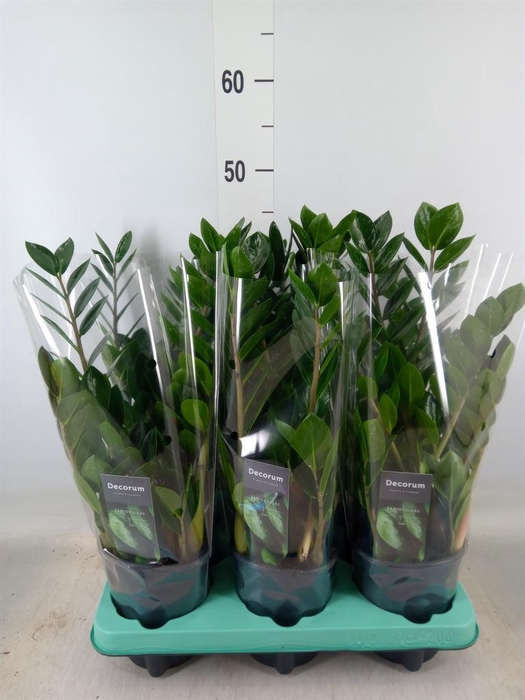 <h4>Zamioculcas zamiifolia 'Lima'</h4>