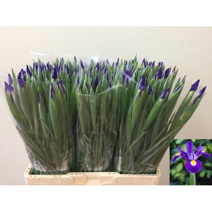 <h4>IRIS BLUE MAGIC</h4>
