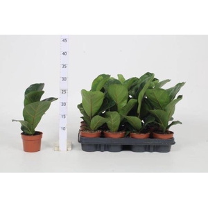 FICUS LYRATA BAMBINO