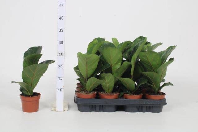 <h4>FICUS LYRATA BAMBINO</h4>