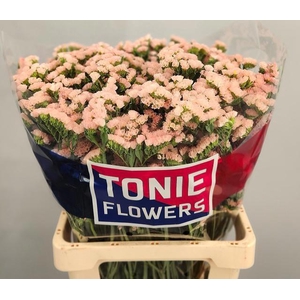 LIM S GLOW SUN BIRDS