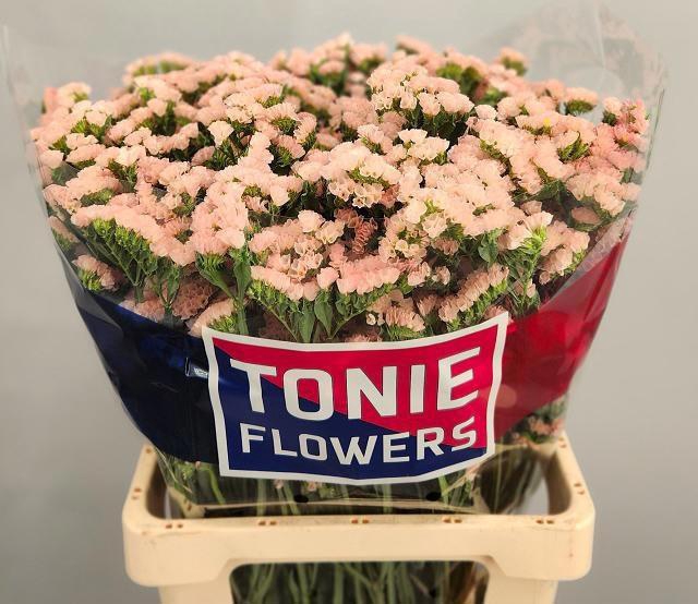 <h4>LIM S GLOW SUN BIRDS</h4>