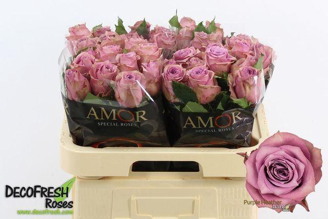 <h4>ROSA GR PURPLE HEATHER</h4>