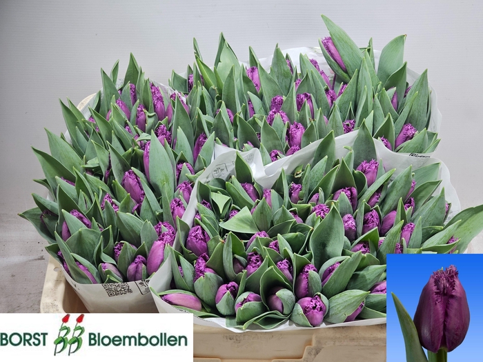 <h4>TU FR SAN LUIZ</h4>