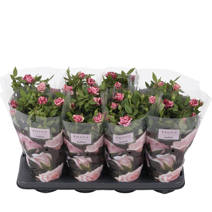 <h4>Nolina Special Roses Ø 13 cm Ganna</h4>