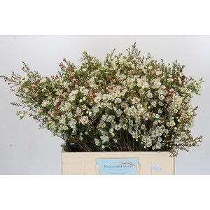 Chamelaucium Sirius
