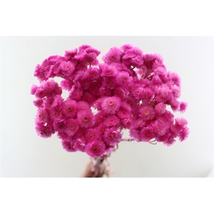 Dried Immortelle Fuchsia 10pcs Bunch Slv